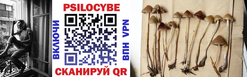 Галлюциногенные грибы Psilocybine cubensis Нестеров